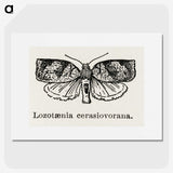 2-1_Moths-and-Butterflies-of-the-United-States_picture