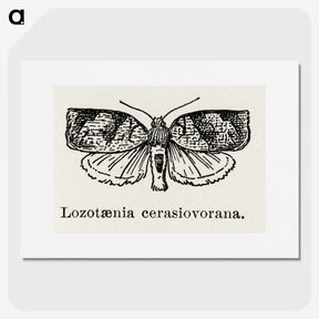 2-1_Moths-and-Butterflies-of-the-United-States_picture