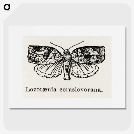 2-1_Moths-and-Butterflies-of-the-United-States_picture