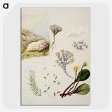 2-1_Native-Flowering-Plants-of-New-Zealand_picture-crop