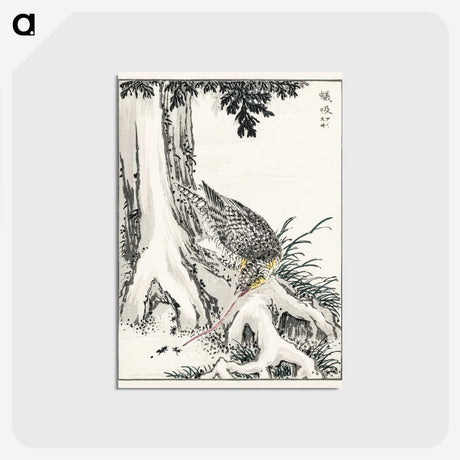 2-1_Pictorial-Monograph-of-Birds_postcard