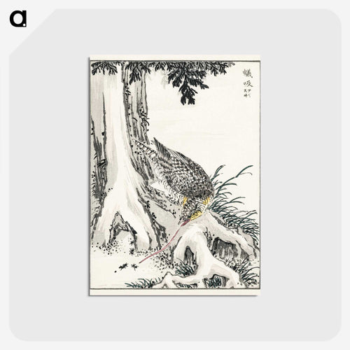 シジュウカラとヒノキ - 鳥類図鑑 Postcard.