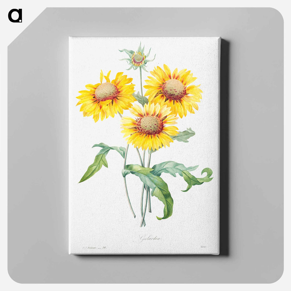 アートパネル-Blanket flower - ピエール ジョゼフ ルドゥーテ Canvas.
