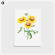アートポストカード-Blanket flower - ピエール ジョゼフ ルドゥーテ Postcard.