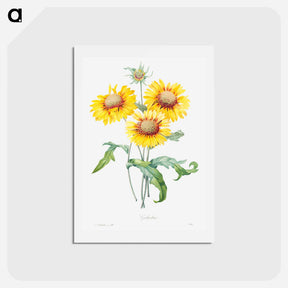 アートポストカード-Blanket flower - ピエール ジョゼフ ルドゥーテ Postcard.