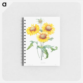 アートメモ帳-Blanket flower - ピエール ジョゼフ ルドゥーテ Memo.