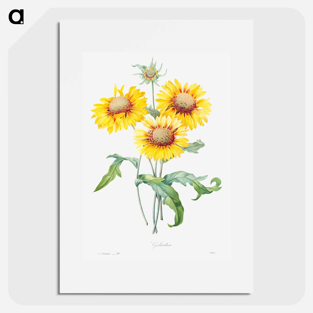 Blanket flower - ピエール ジョゼフ ルドゥーテ Poster.