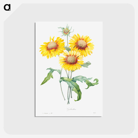 アートポストカード-Blanket flower - ピエール ジョゼフ ルドゥーテ Postcard.