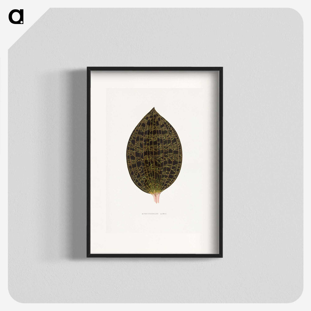 2-1_Plants-with-Colored-Foliage_blk