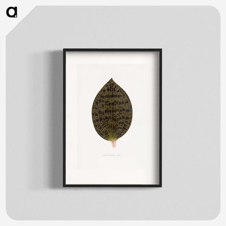2-1_Plants-with-Colored-Foliage_blk