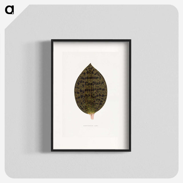 2-1_Plants-with-Colored-Foliage_blk