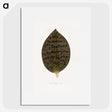2-1_Plants-with-Colored-Foliage_picture