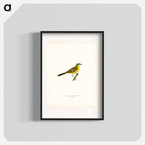 アートポスター-Western Yellow Wagtail
 - スヴェンスカ フォグラル Poster.