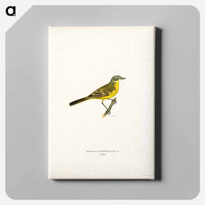 アートパネル-Western Yellow Wagtail
 - スヴェンスカ フォグラル Canvas.