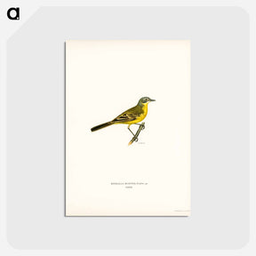アートポストカード-Western Yellow Wagtail
 - スヴェンスカ フォグラル Postcard.