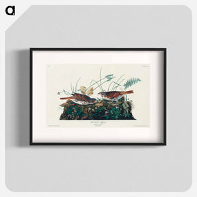 アートポスター-Fox-coloured Sparrow from Birds of America
 - アメリカの鳥たち Poster.