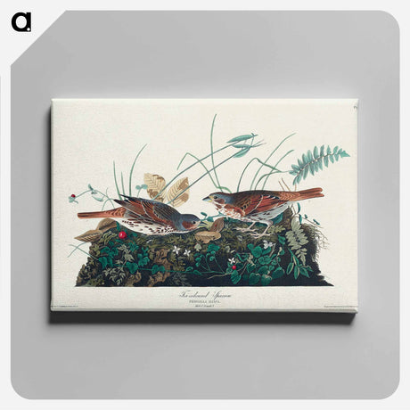 アートパネル-Fox-coloured Sparrow from Birds of America
 - アメリカの鳥たち Canvas.