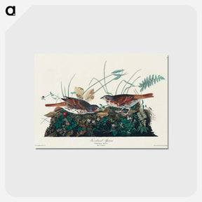 アートポストカード-Fox-coloured Sparrow from Birds of America
 - アメリカの鳥たち Postcard.