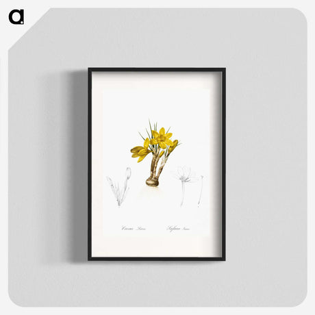 2-1_The-Lilies_blk