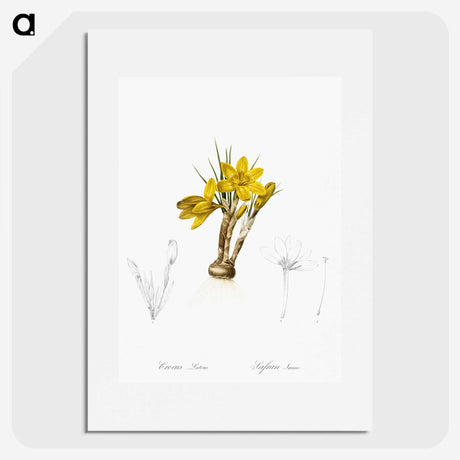 2-1_The-Lilies_picture
