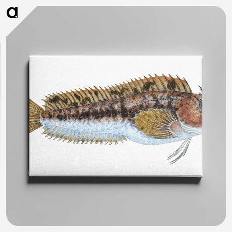 2-1_The-Natural-History-of-British-Fishes_canvas