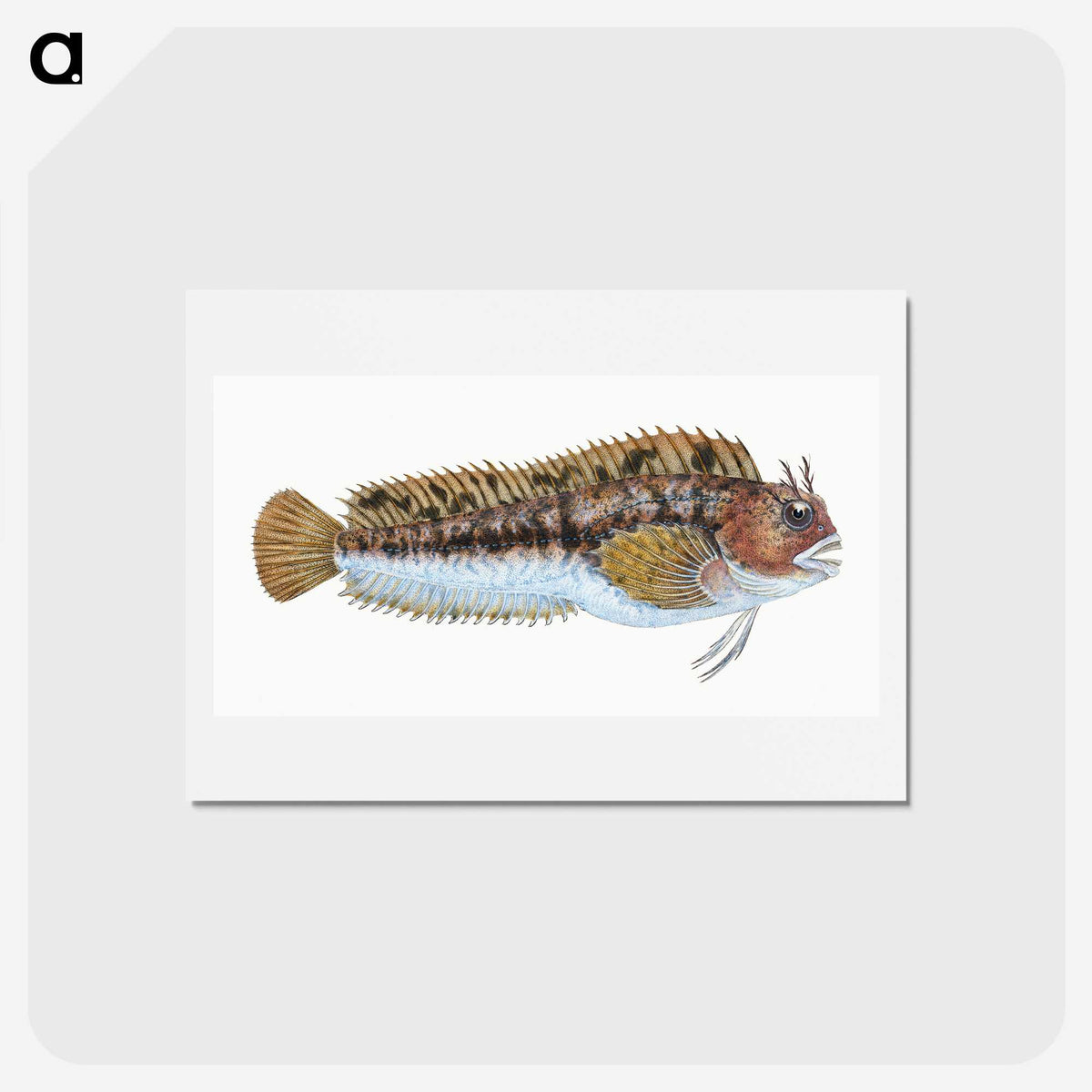 2-1_The-Natural-History-of-British-Fishes_hagaki