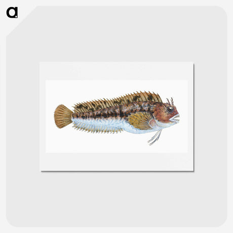 2-1_The-Natural-History-of-British-Fishes_hagaki