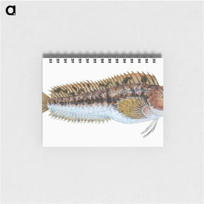 2-1_The-Natural-History-of-British-Fishes_memo