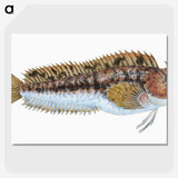 2-1_The-Natural-History-of-British-Fishes_picture-crop