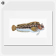 2-1_The-Natural-History-of-British-Fishes_picture