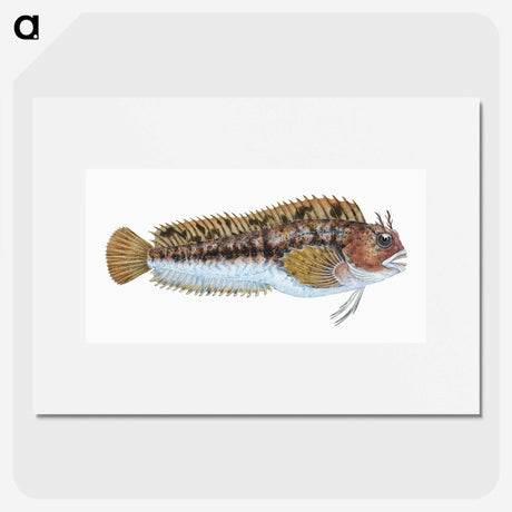 2-1_The-Natural-History-of-British-Fishes_picture