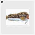 2-1_The-Natural-History-of-British-Fishes_postcard