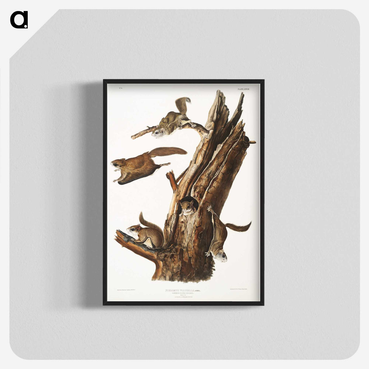 2-1_The-Viviparous-Quadrupeds_blk-crop