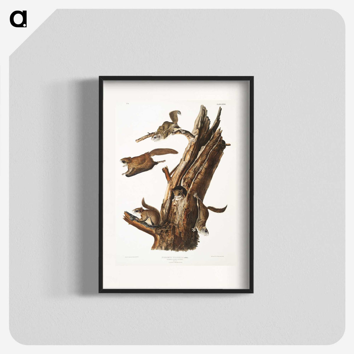 2-1_The-Viviparous-Quadrupeds_blk