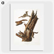 2-1_The-Viviparous-Quadrupeds_picture