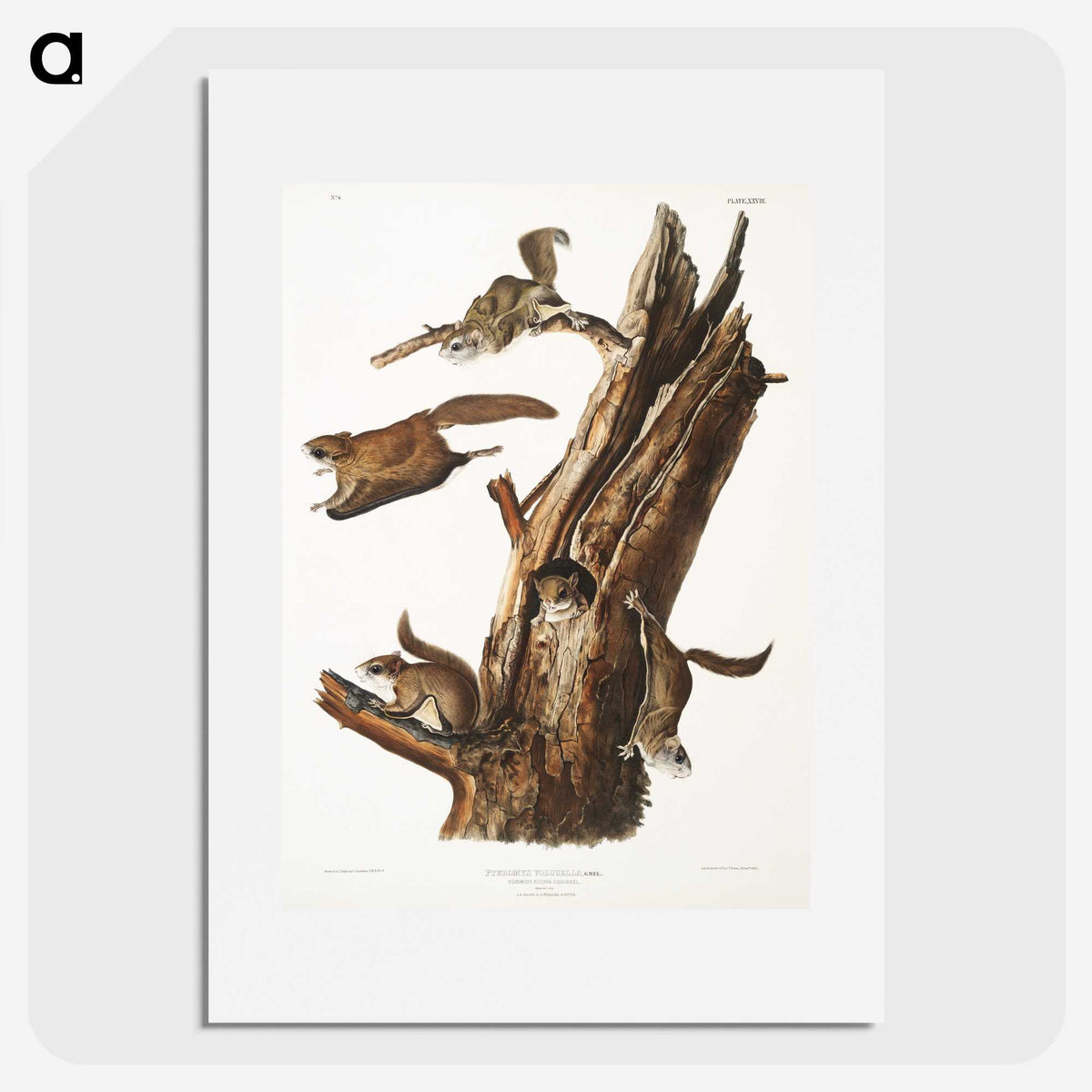 2-1_The-Viviparous-Quadrupeds_picture