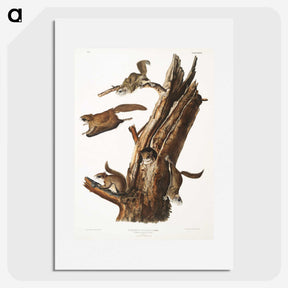 2-1_The-Viviparous-Quadrupeds_picture