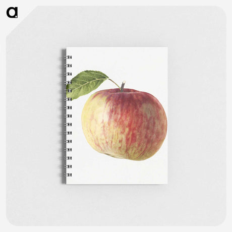 2-1_USDA-Watercolor-Fruit-Painting-Collection_memo
