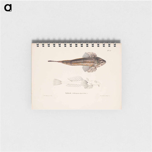 Dragonet - ヴィルヘルム フォン ライト Memo.