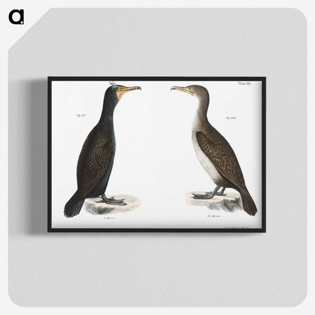 2-1_Zoology-of-New-York_blk-crop