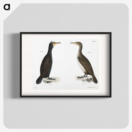 2-1_Zoology-of-New-York_blk