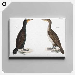 アートパネル-Double-crested Cormorant - ニューヨークの動物学 Canvas.
