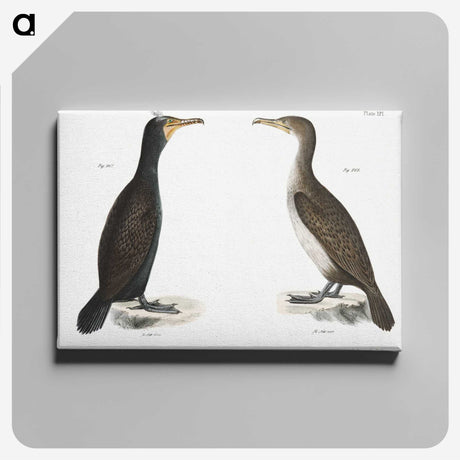 2-1_Zoology-of-New-York_canvas