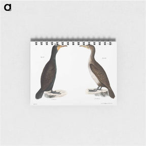 アートメモ帳-Double-crested Cormorant - ニューヨークの動物学 Memo.