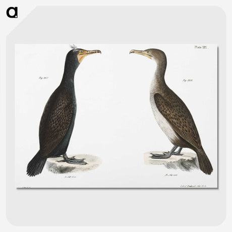 2-1_Zoology-of-New-York_picture-crop