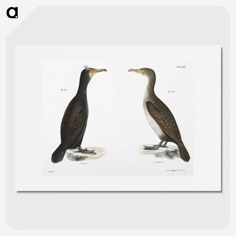 2-1_Zoology-of-New-York_picture