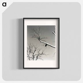 アートポスター-The Dying Chestnut Tree—My Teacher - アルフレッド スティーグリッツ Poster.