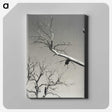 2-20_Alfred-Stieglitz_canvas