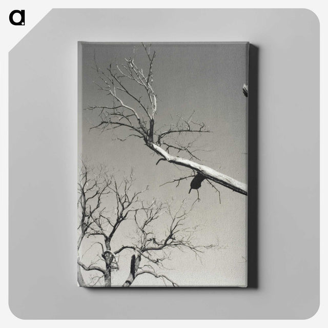 2-20_Alfred-Stieglitz_canvas