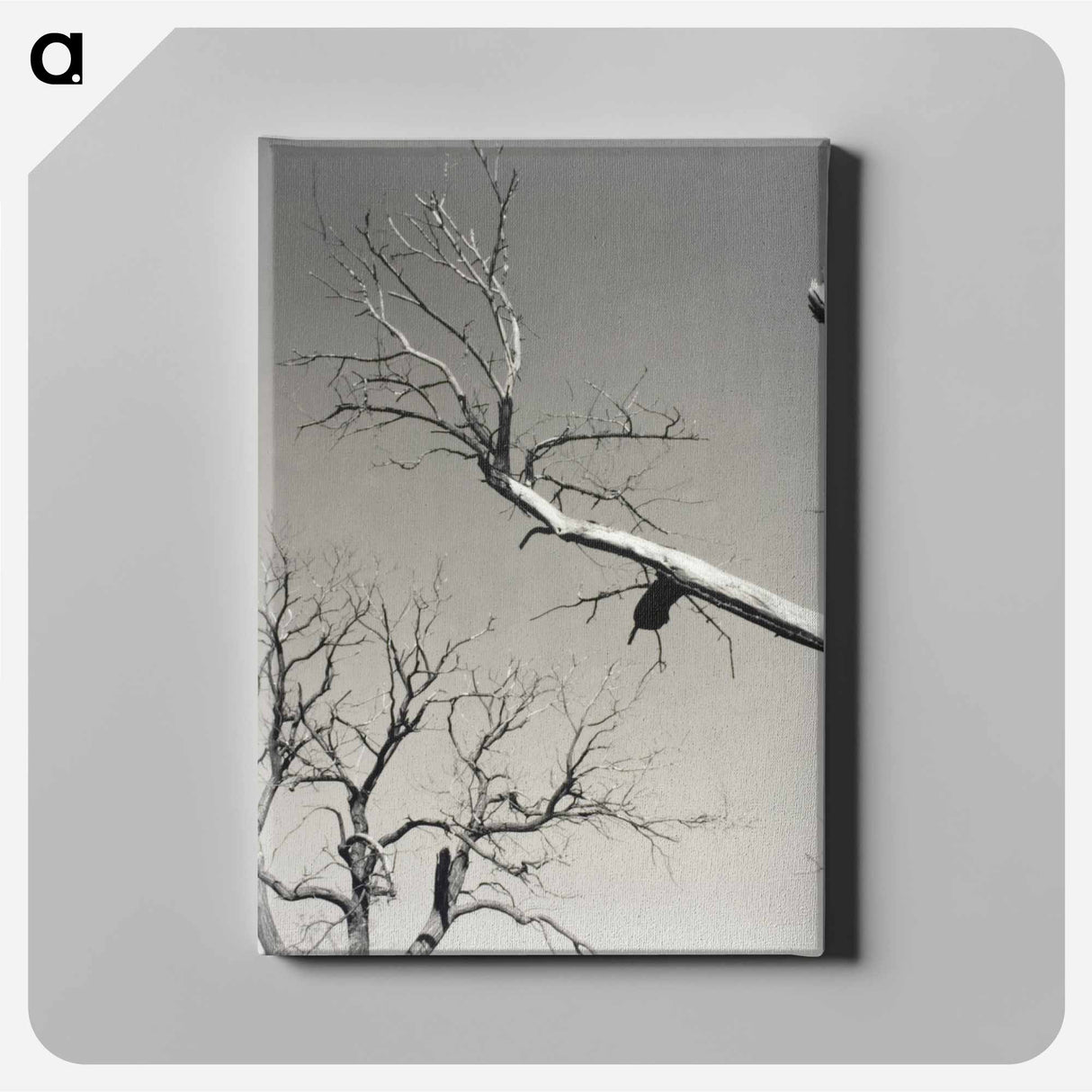 The Dying Chestnut Tree—My Teacher - アルフレッド スティーグリッツ Canvas.